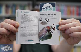 Editions First - Guide - Le petit guide des insectes