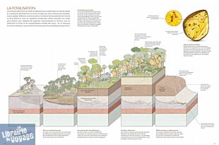Editions Glénat - Beau livre - Le grand guide des arbres et forêts