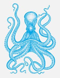 Editions Le Mulet - Beau livre - Octopus (français anglais)